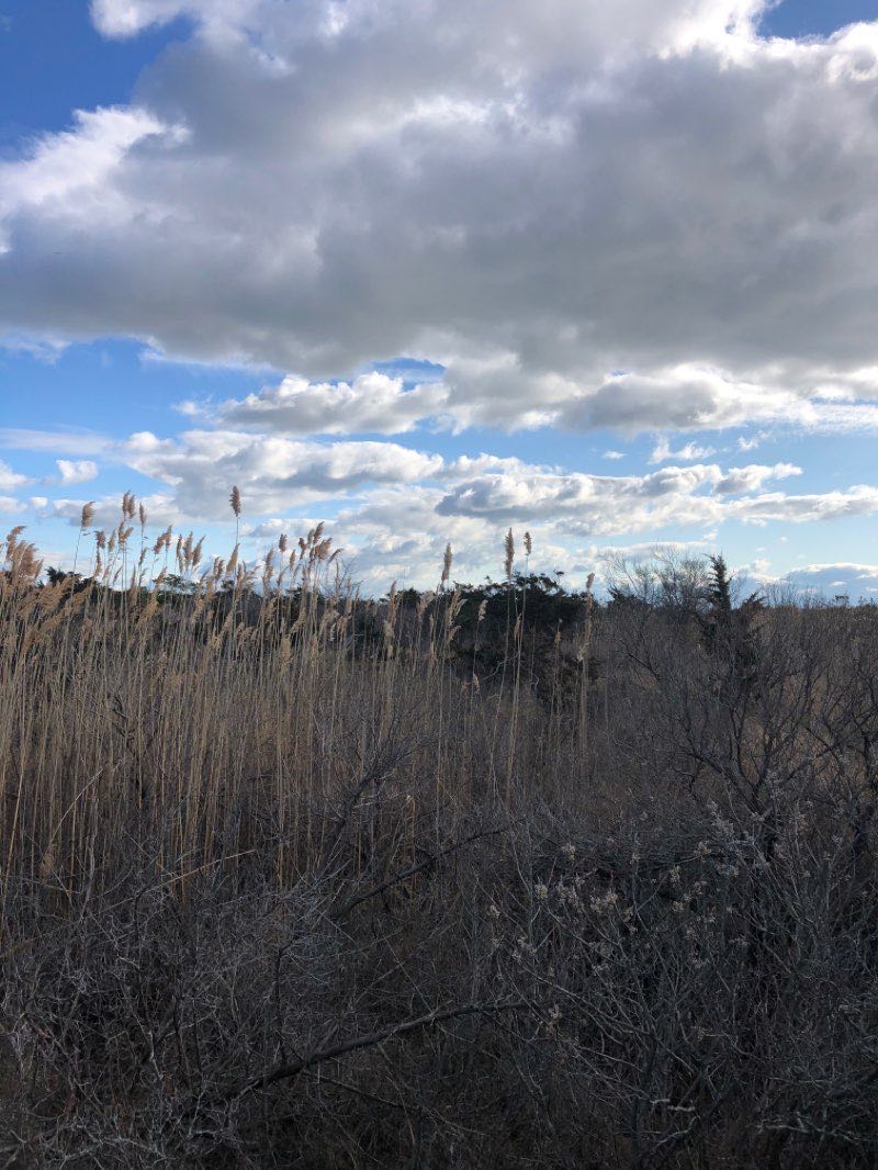 walking near me in Robert Moses State Park (Long Island) in winter