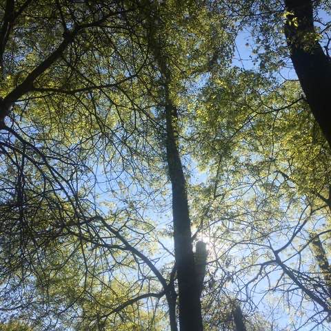 masoud_nasehipour post 2