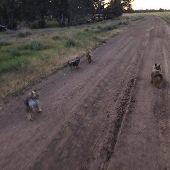 AquillaRiverWolf 🐺 post 1