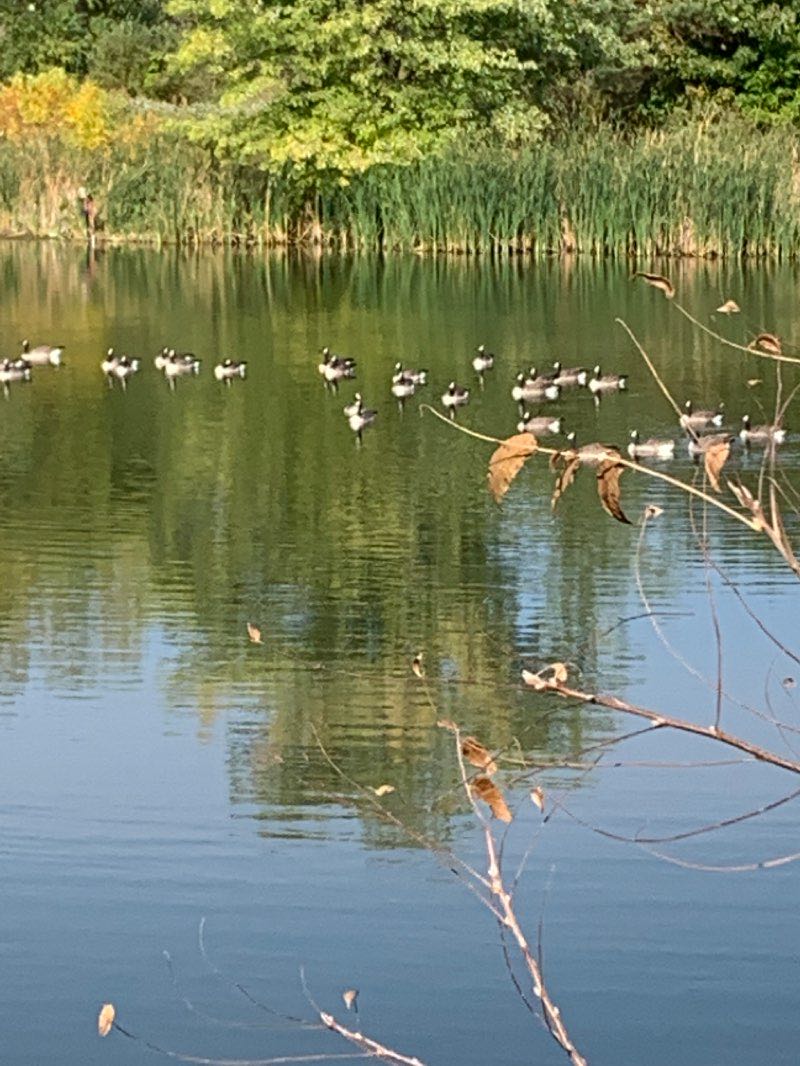 walking near me in Wright's Lake Park in winter