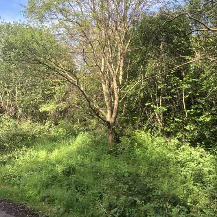 Callum Charles post 3