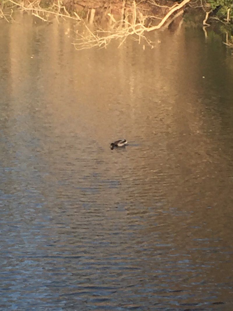 walking near me in Harvey Field Park in winter