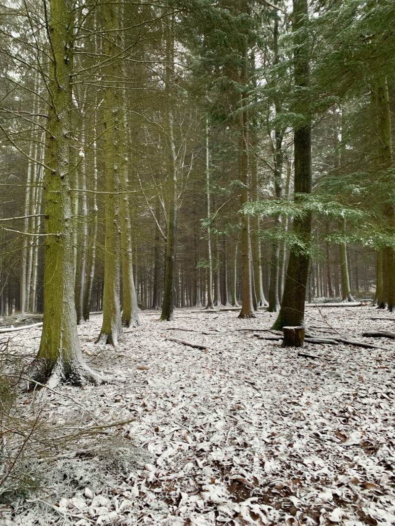 walking near me in The Park in winter