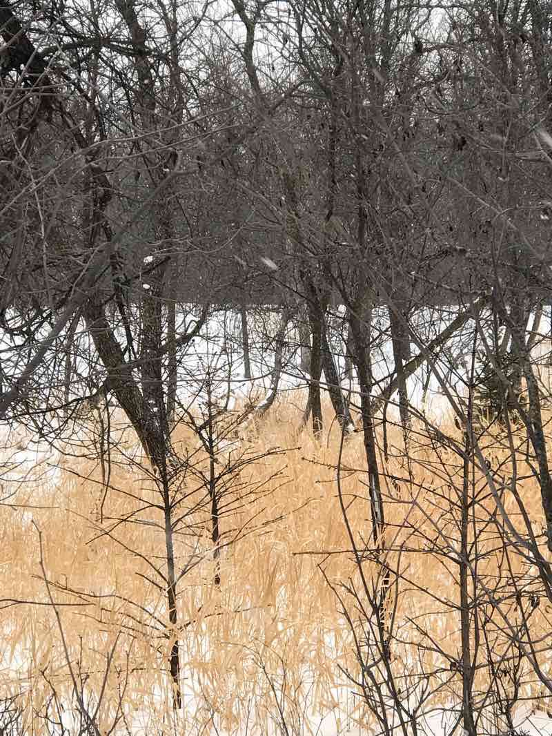 walking near me in Bois-des-Esprits Window Park in winter