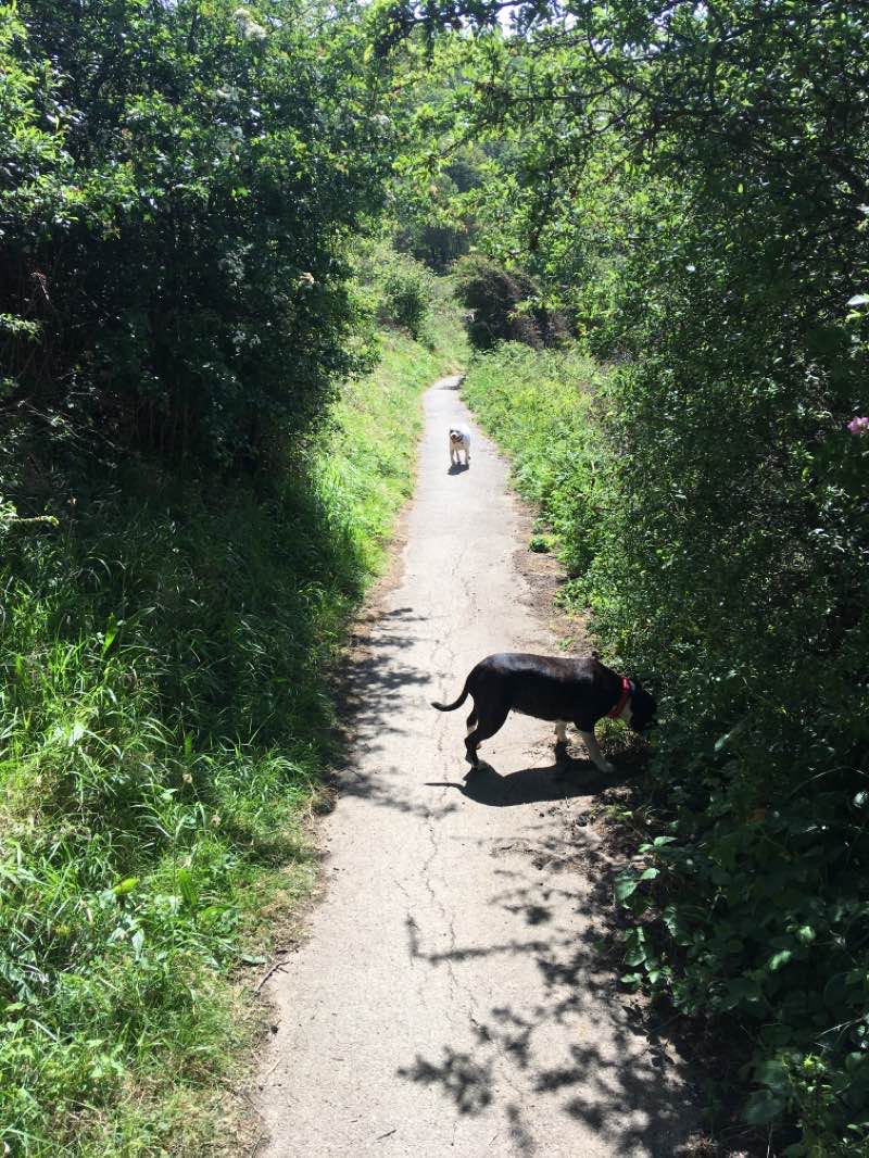 walking near me in Limekiln Gill Local Nature Reserve in winter
