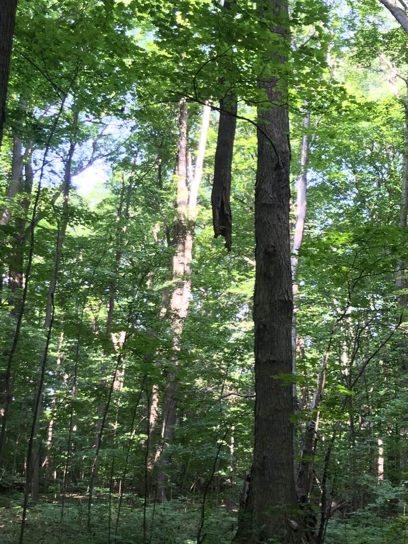 walking near me in Royalton Ravine County Park in winter