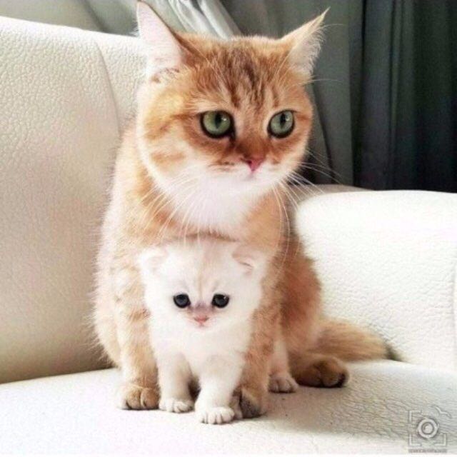 🔥Snay Army🔥Galaxy🔥 post 2