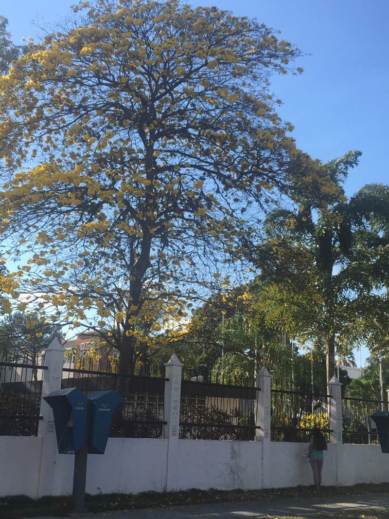 walking near me in Paseo Los Ilustres in winter