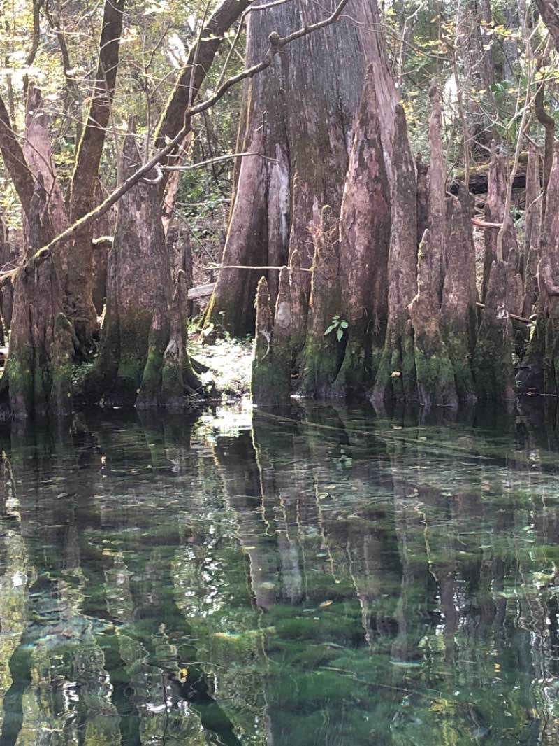 walking near me in Fanning Springs State Park in winter