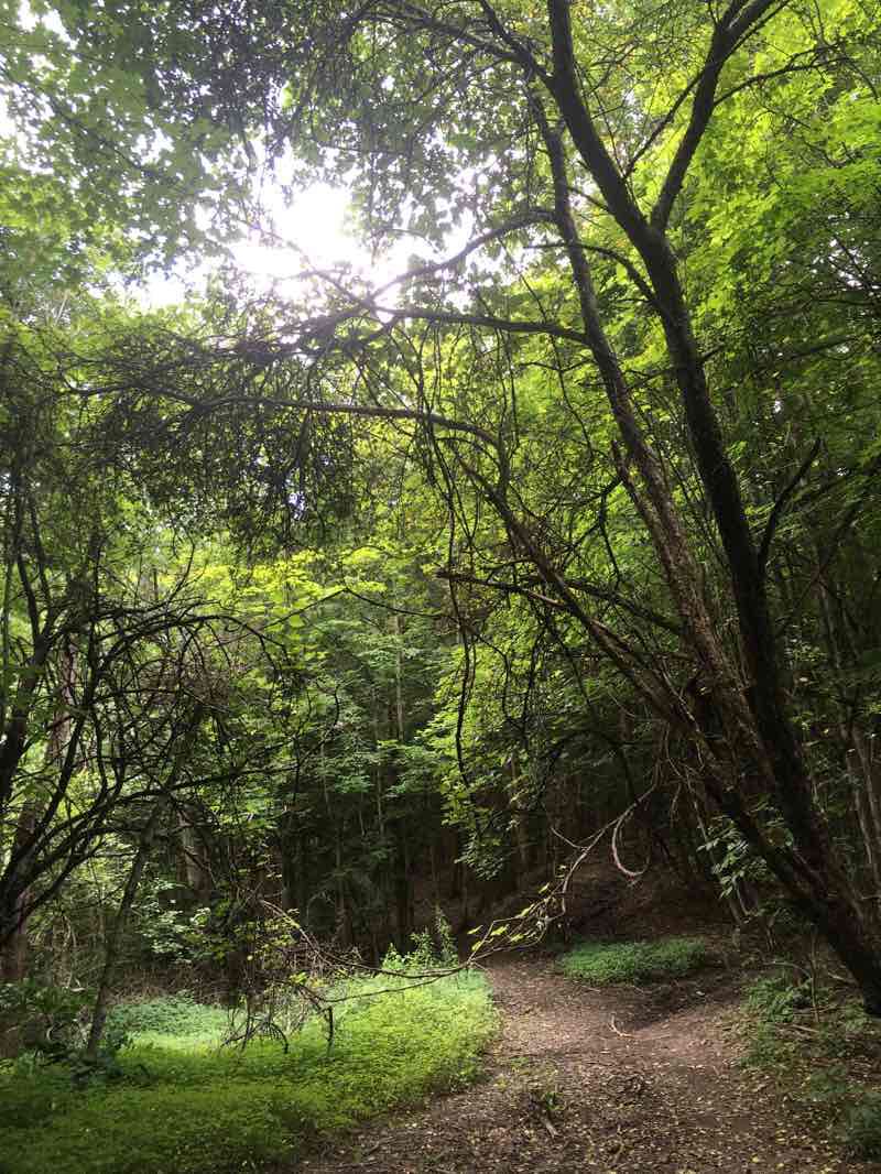 walking near me in Sherril Brook Town Park in winter