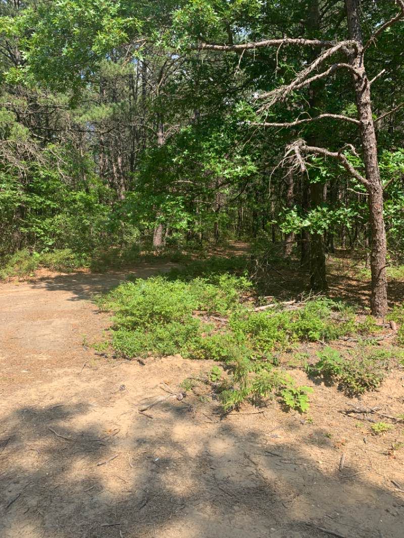 walking near me in Rocky Point Pine Barrens State Forest in winter