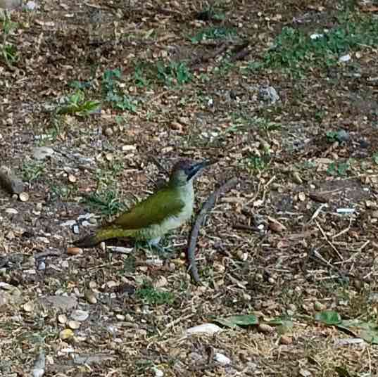 Pacer Владимир Попов . Мне 60 лет. В течении 2019 года  сбросил 40 кг. post 1