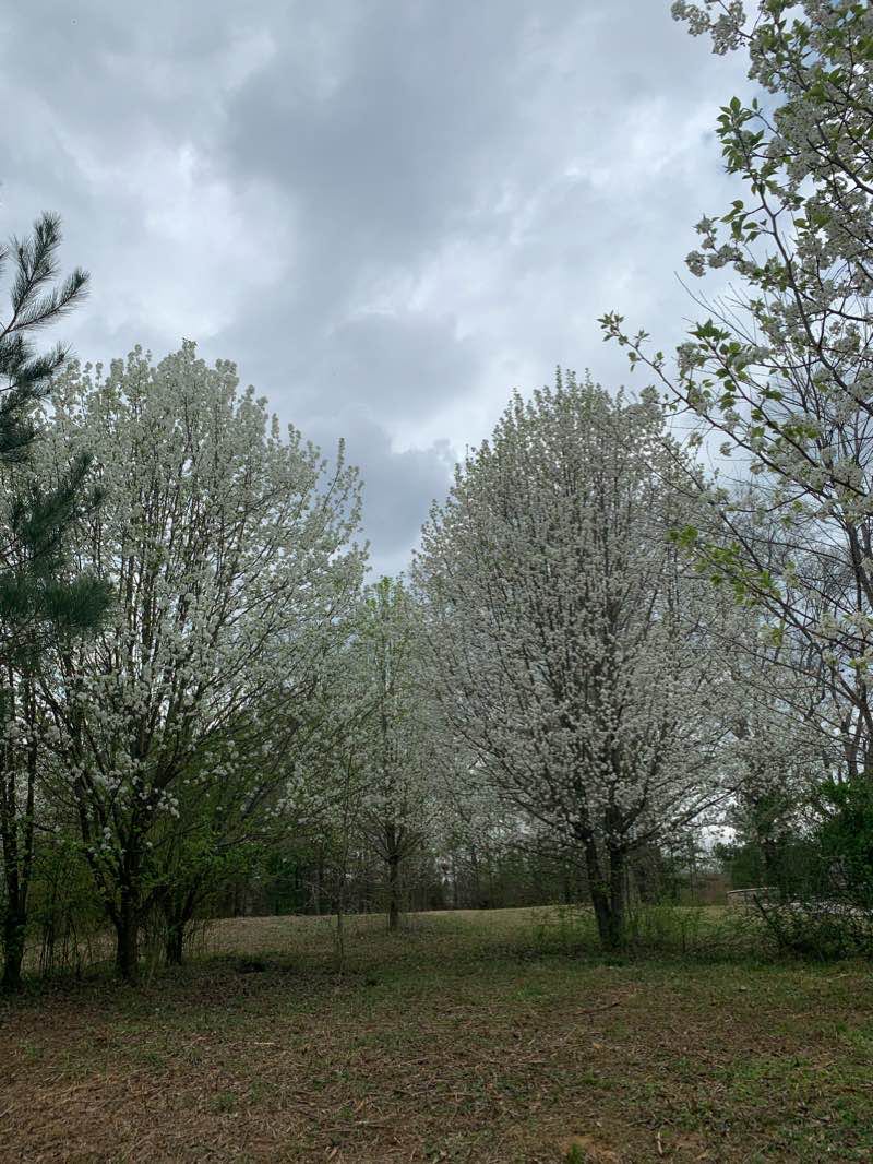 walking near me in Alexander Park in winter