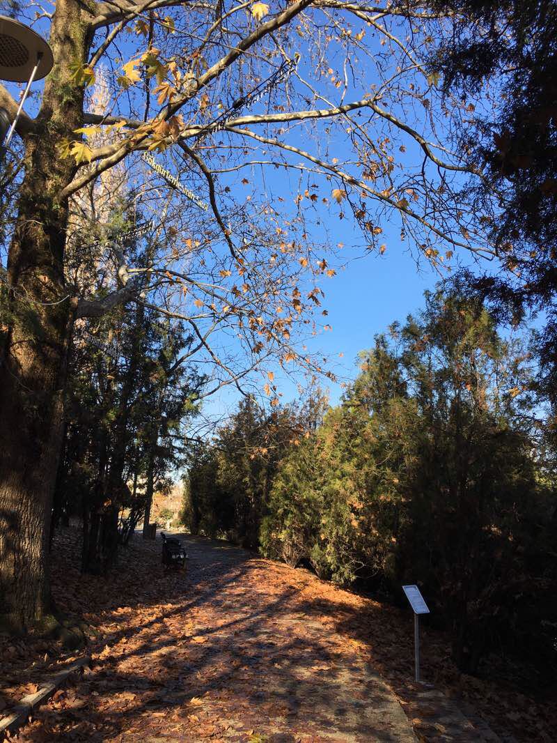 walking near me in Seğmenler Parkı in winter