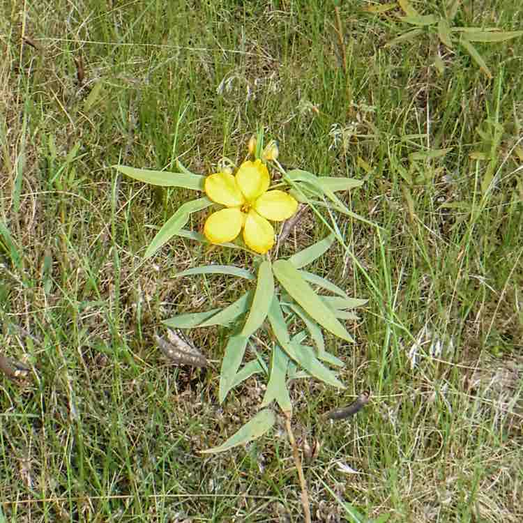 Collin County Pacers David 🇺🇸🇵🇱🏴󠁧󠁢󠁷󠁬󠁳󠁿 post image