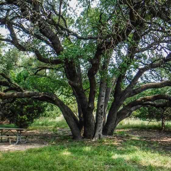 Collin County Pacers David 🇺🇸🇵🇱🏴󠁧󠁢󠁷󠁬󠁳󠁿 post image