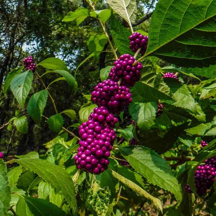 Collin County Pacers David 🇺🇸🇵🇱🏴󠁧󠁢󠁷󠁬󠁳󠁿 post image