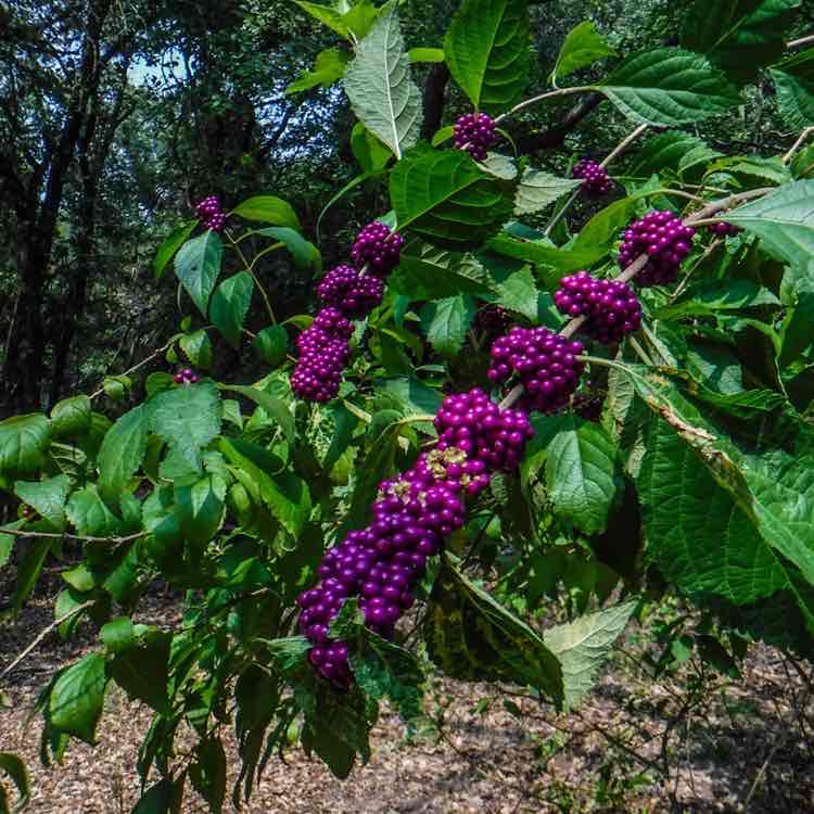 Collin County Pacers David 🇺🇸🇵🇱🏴󠁧󠁢󠁷󠁬󠁳󠁿 post image