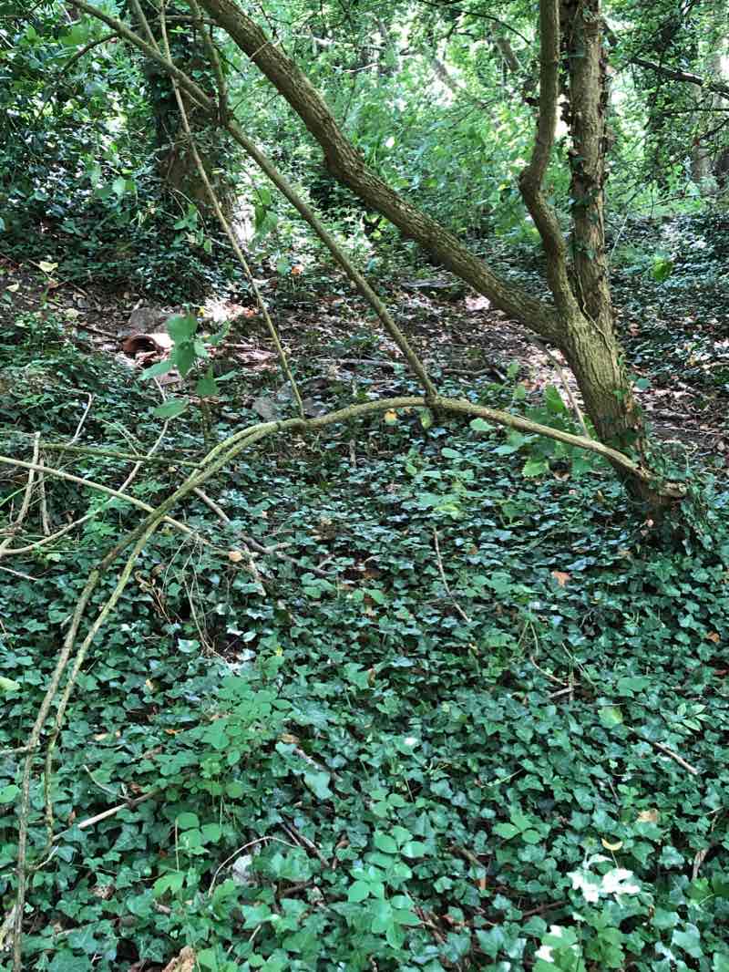 walking near me in Streamside in winter
