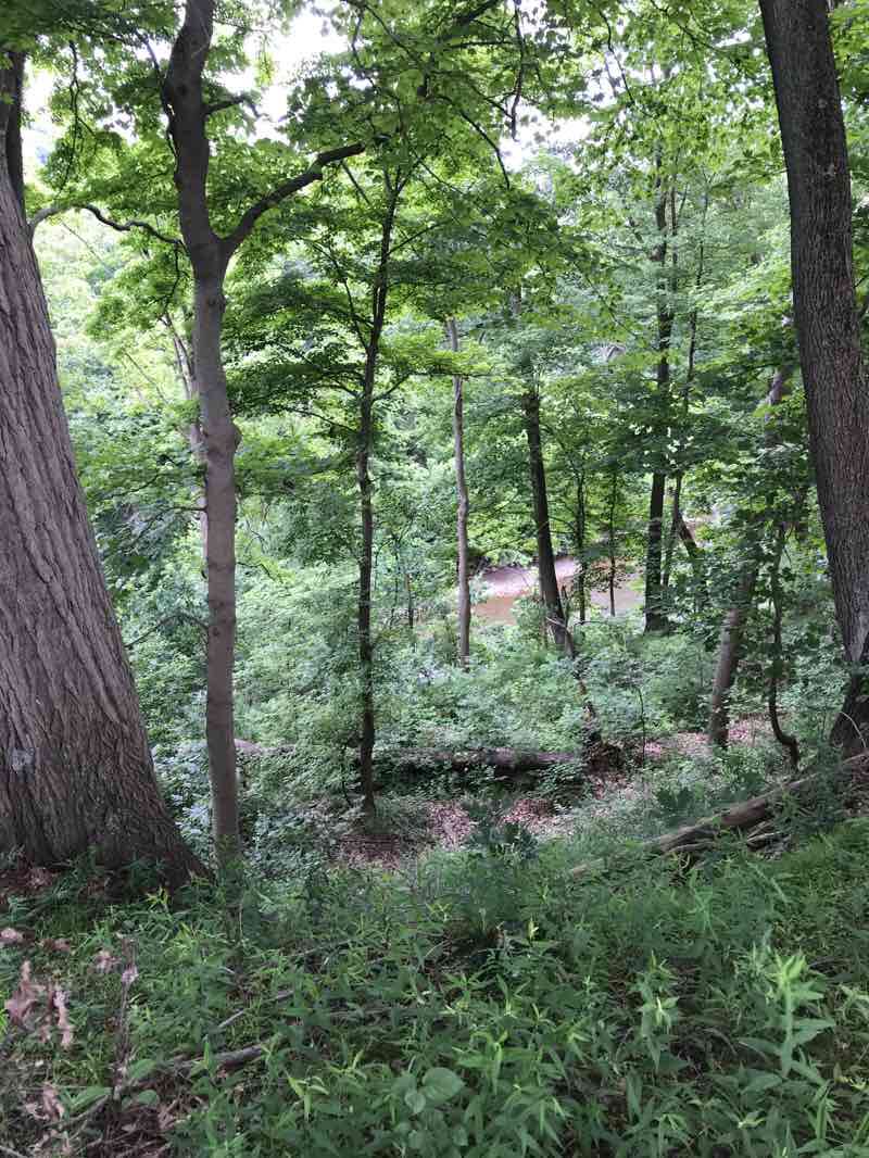 walking near me in Boyce Mayview Park in winter