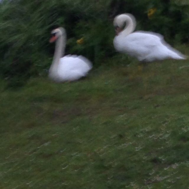 nataliedykes1 post 1