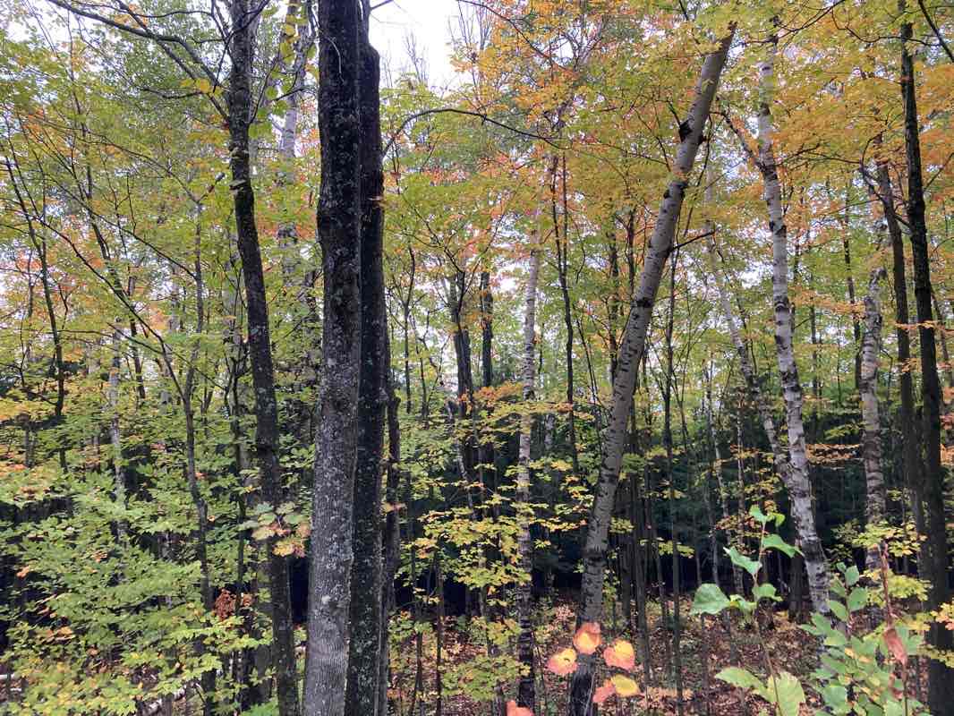 walking near me in Porcupine Mountains Wilderness State Park in winter