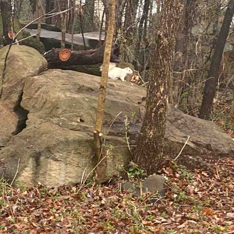 Virginia is for Dogs and Walks kimberly.pace post image