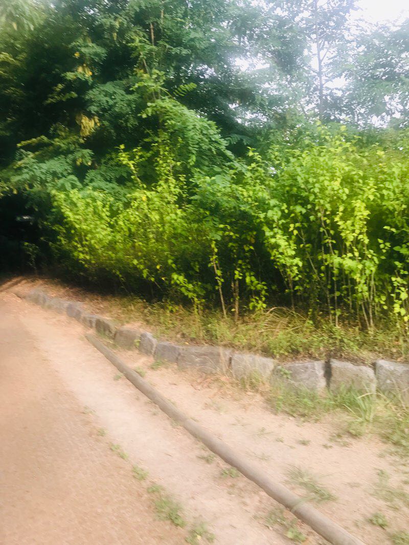 walking near me in 초안산근린공원 in winter