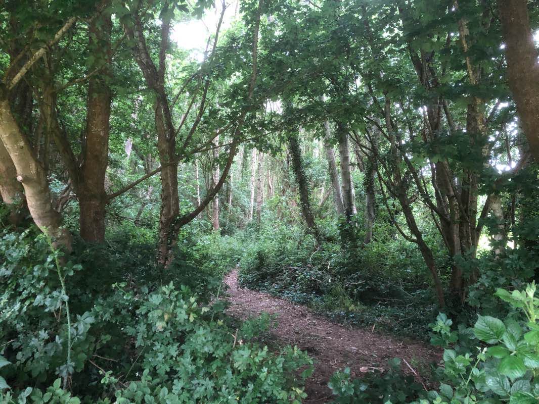 walking near me in Rathbeale Archaeological Park in winter