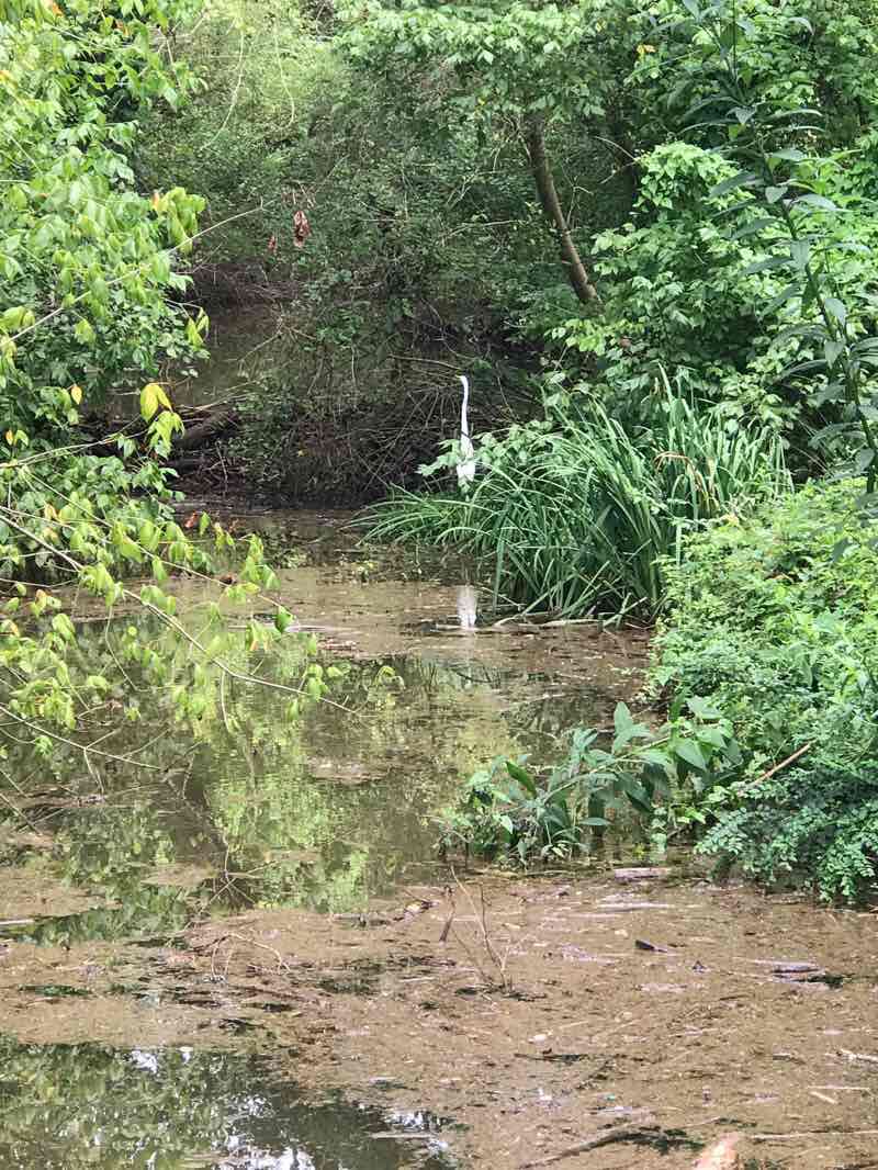 walking near me in Roswell Square Park in winter