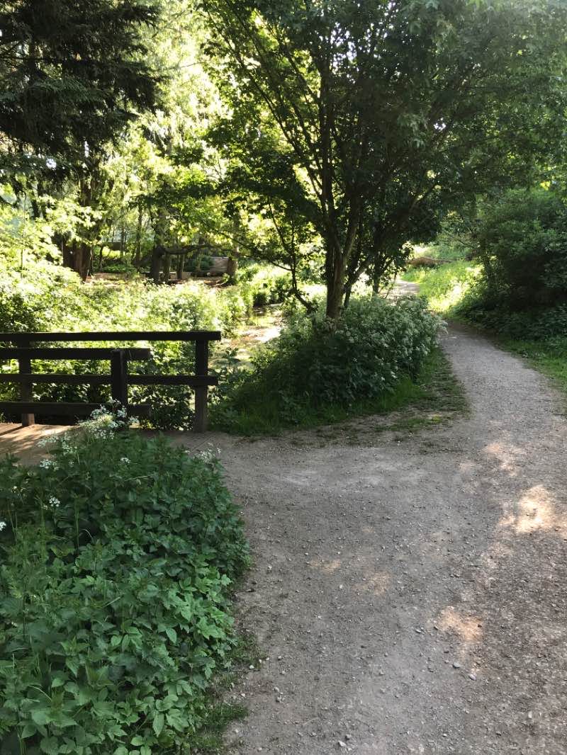 walking near me in Salisbury Woodland Gardens in winter