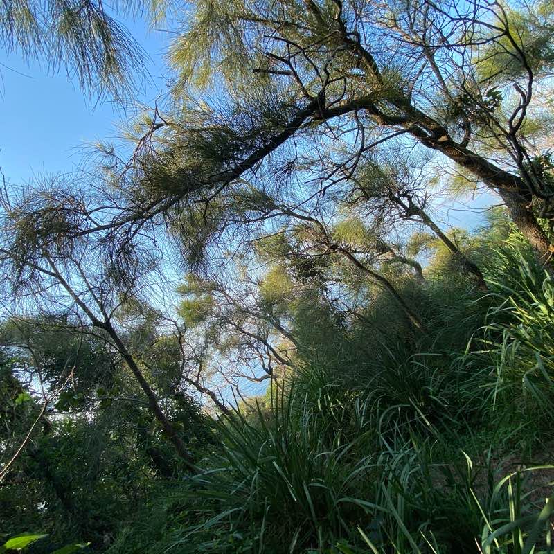 walking near me in Mollymook Beach Reserve in summer
