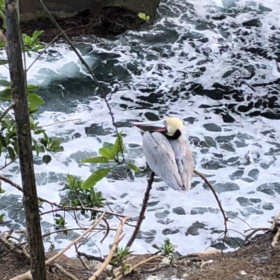 Ricardo ♐️ post 2