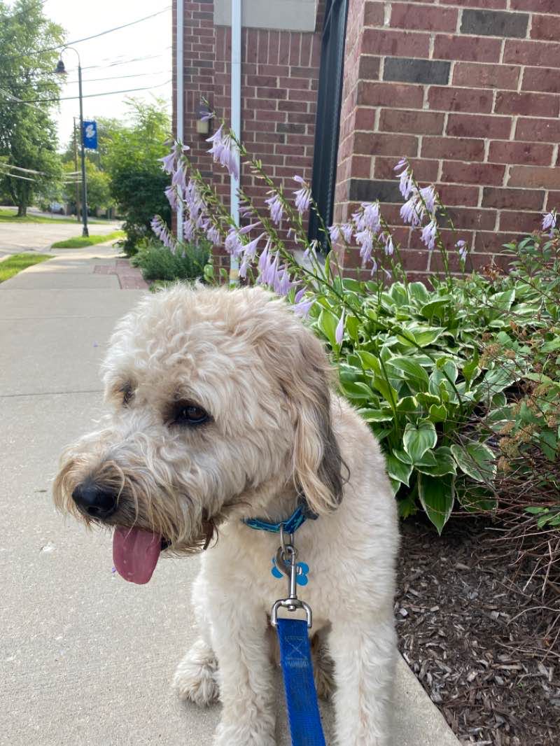 walking near me in Prospect Park in winter