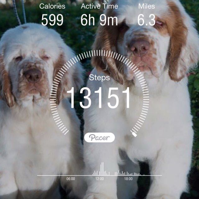 Krissy 🇪🇪🇺🇸🏃‍♀️🐶🙏💕 post 1