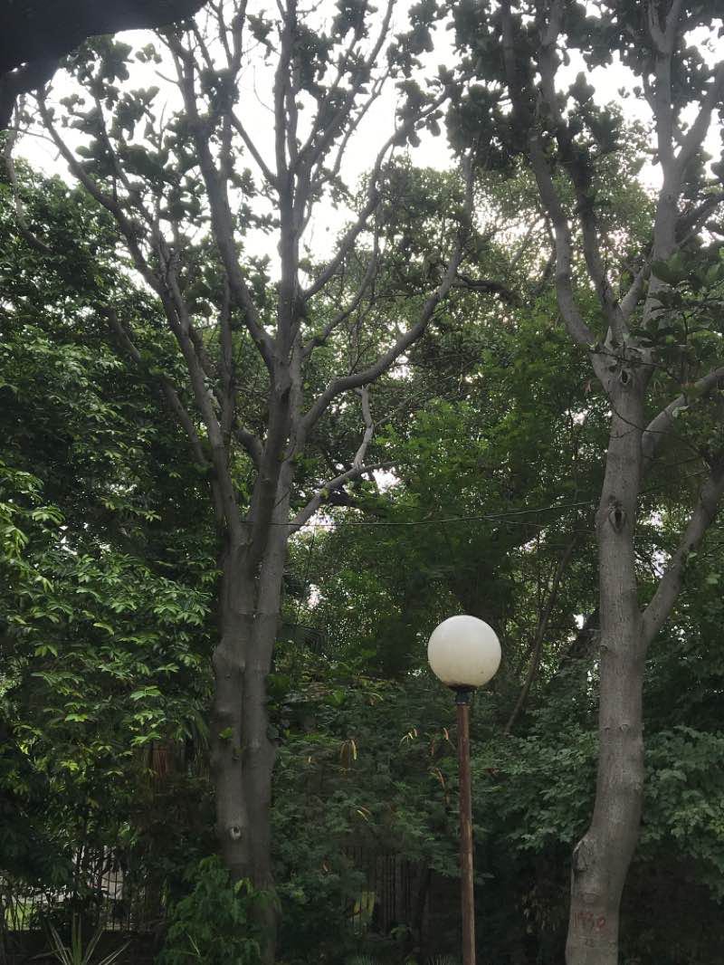 walking near me in Jinnah Gardens in winter