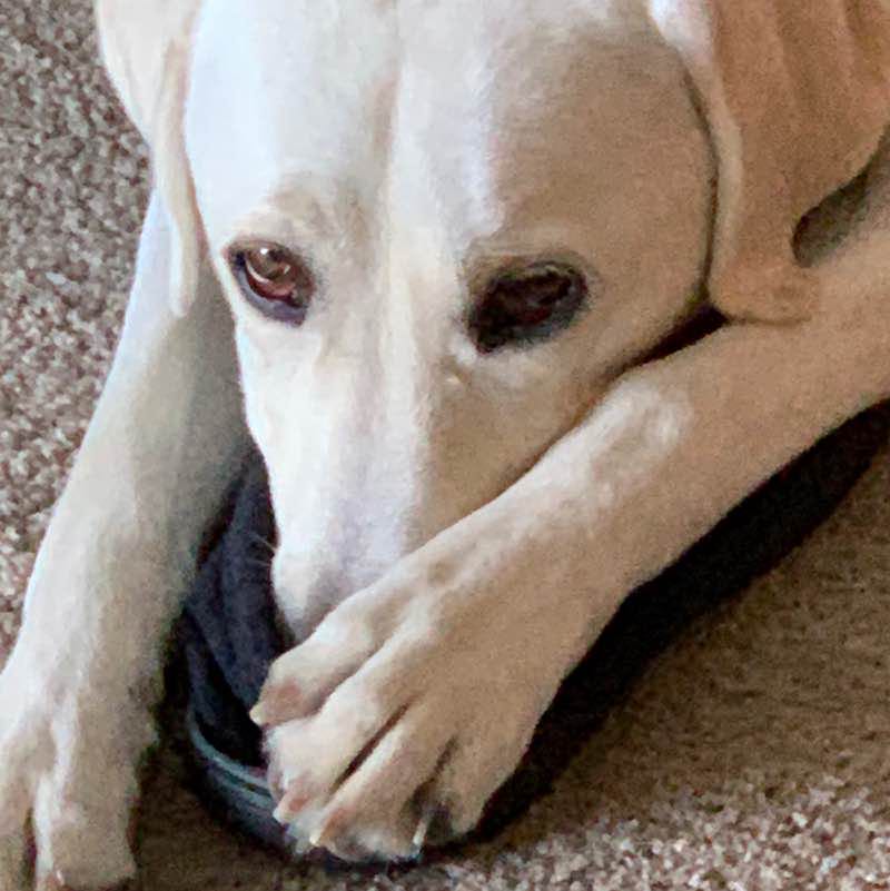 Michael & Riley 😎🐕😎🇺🇸 post 1