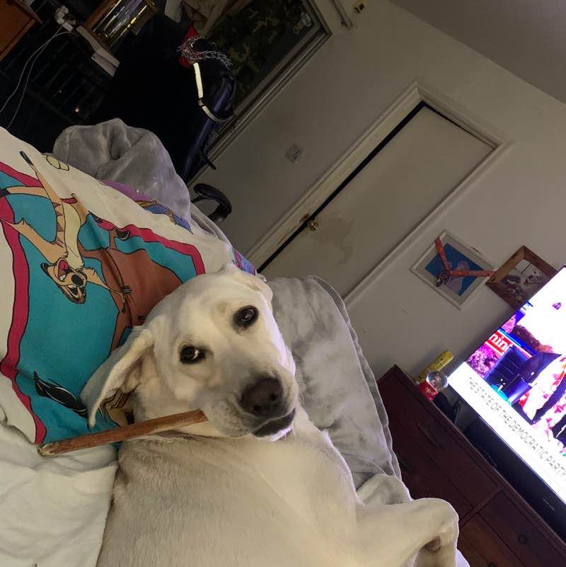 Michael & Riley 😎🐕😎🇺🇸 post 1