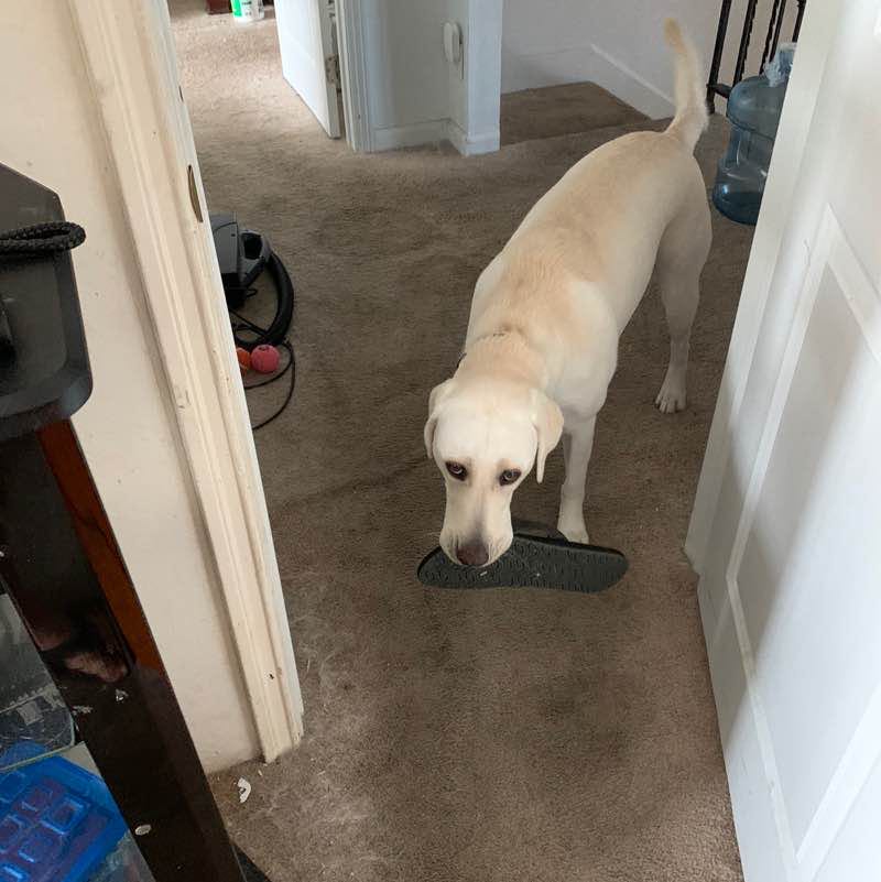 Michael & Riley 😎🐕😎🇺🇸 post 1