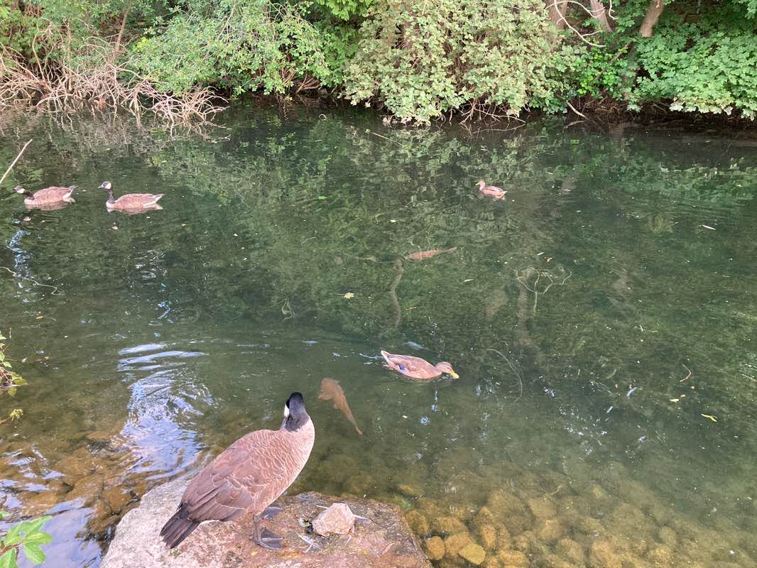 walking near me in Springbank Park in winter