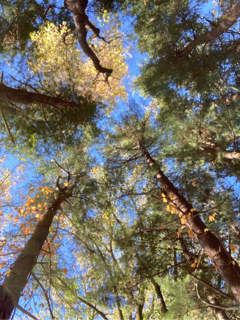 walking near me in Oak Openings Preserve Metropark in winter