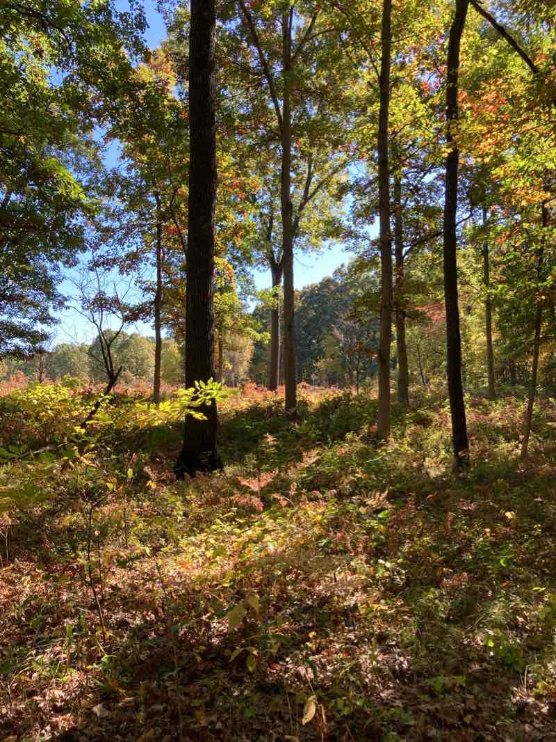 walking near me in Oak Openings Preserve Metropark in winter