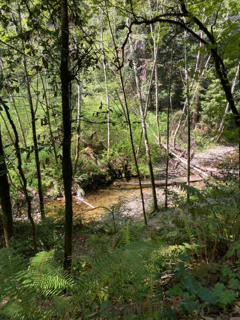 walking near me in The Forest of Nisene Marks State Park in winter