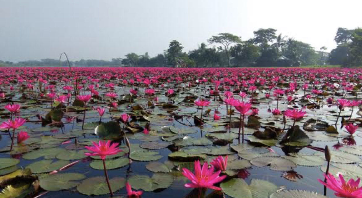 walking near me in Bangabandhu Udyan in winter