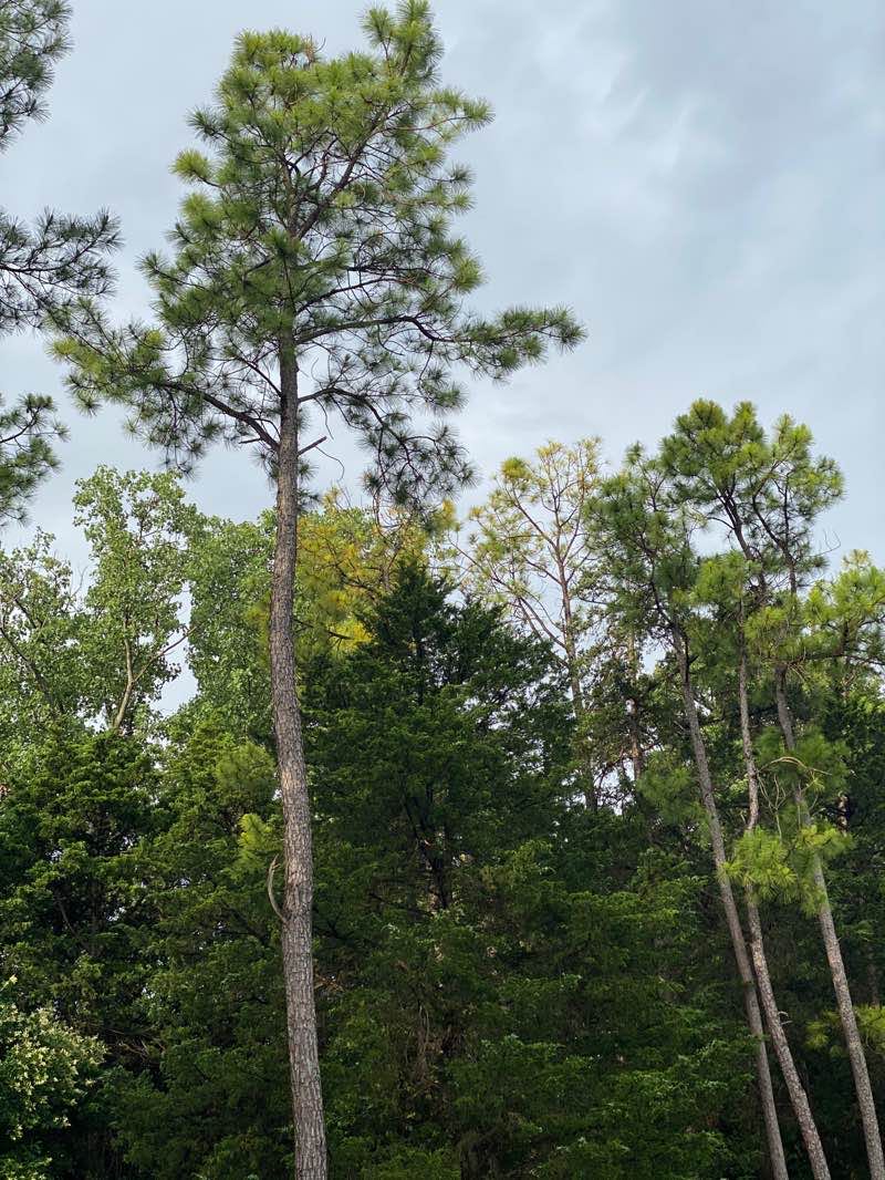 walking near me in Crawford Park in winter