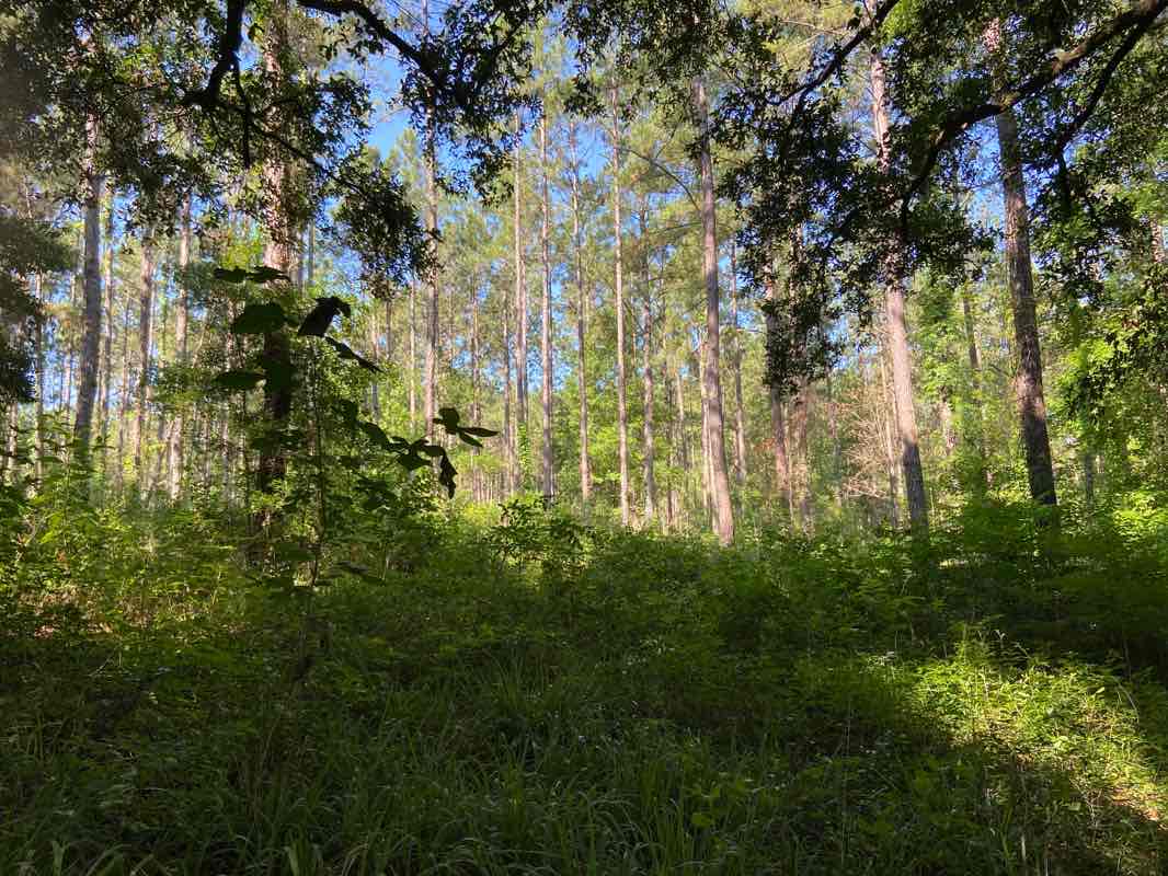 walking near me in Fred George Greenway and Park in winter