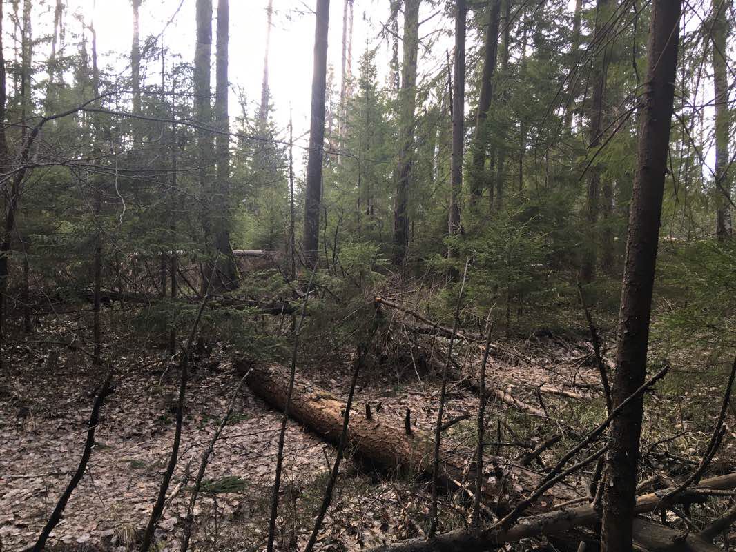 walking near me in Парк отдыха in winter