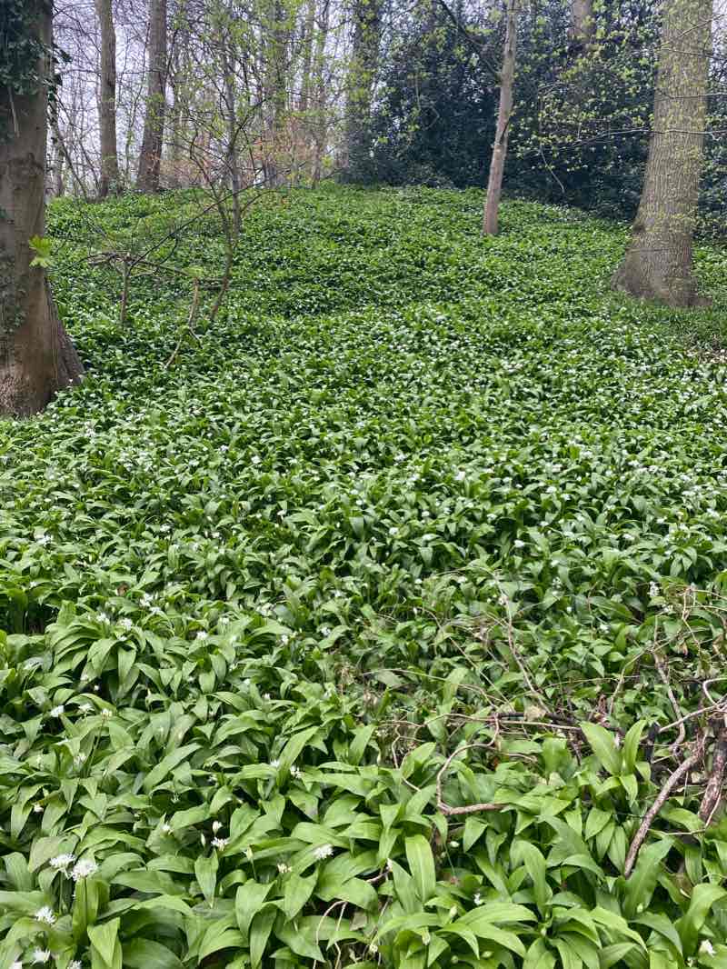 walking near me in Erddig Park in winter
