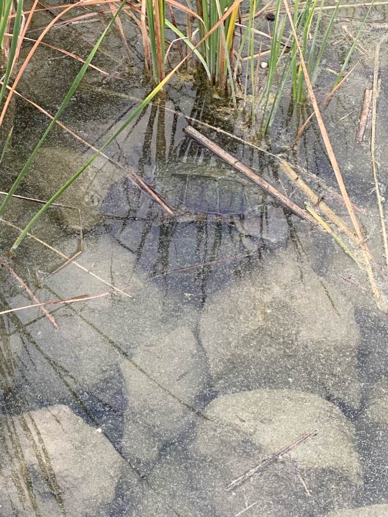 walking near me in Purser Family Park in winter