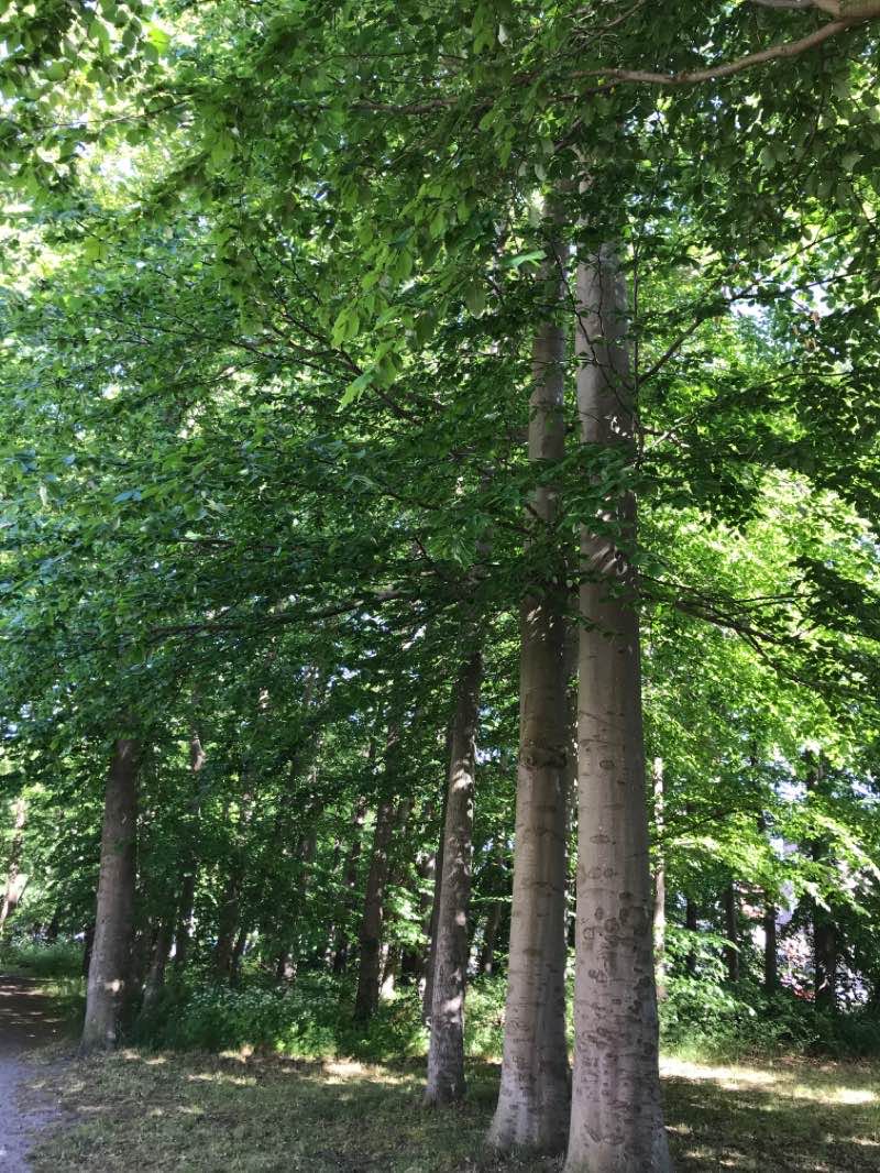 walking near me in Arankapark in winter